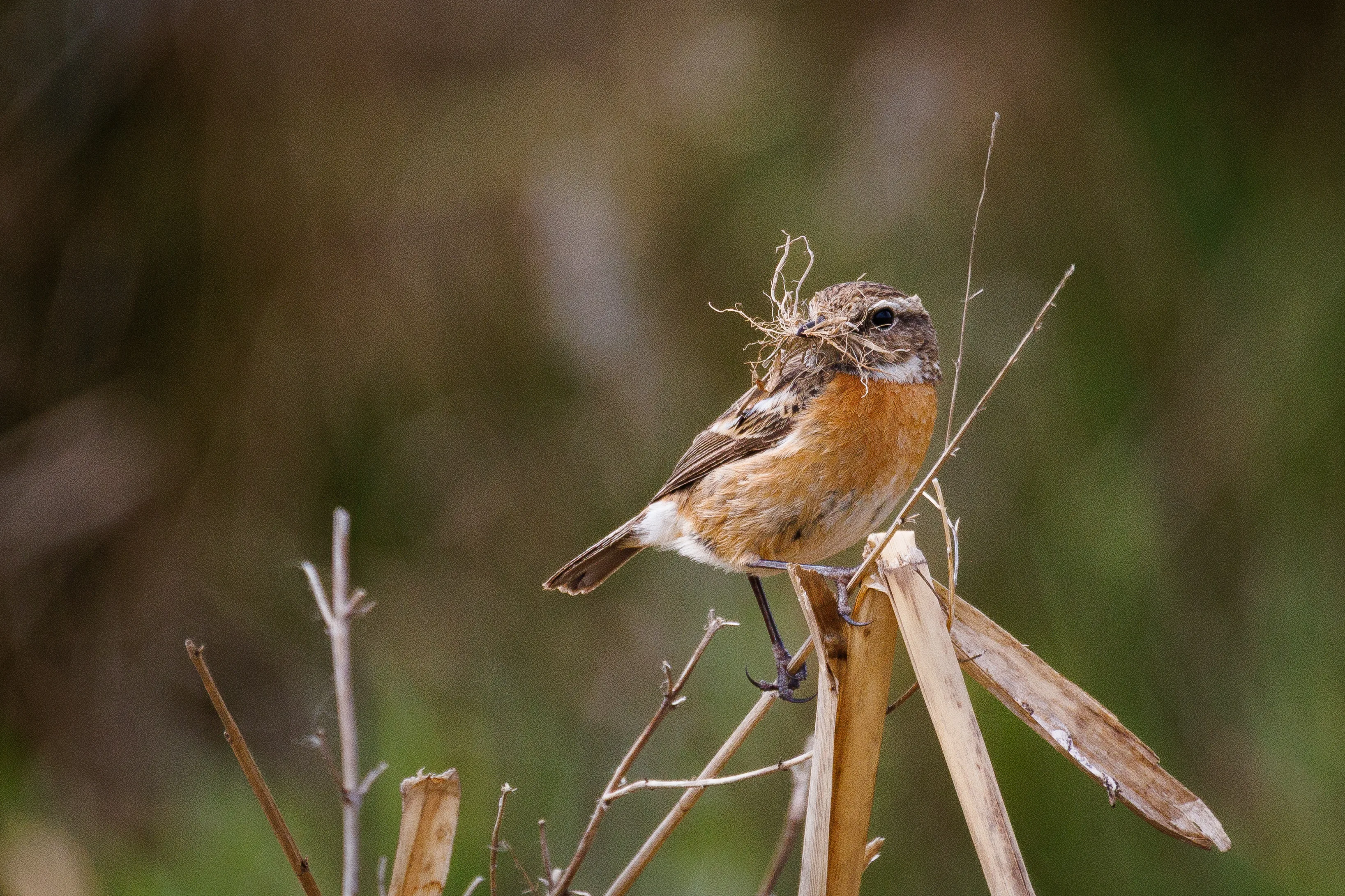 Stonechat