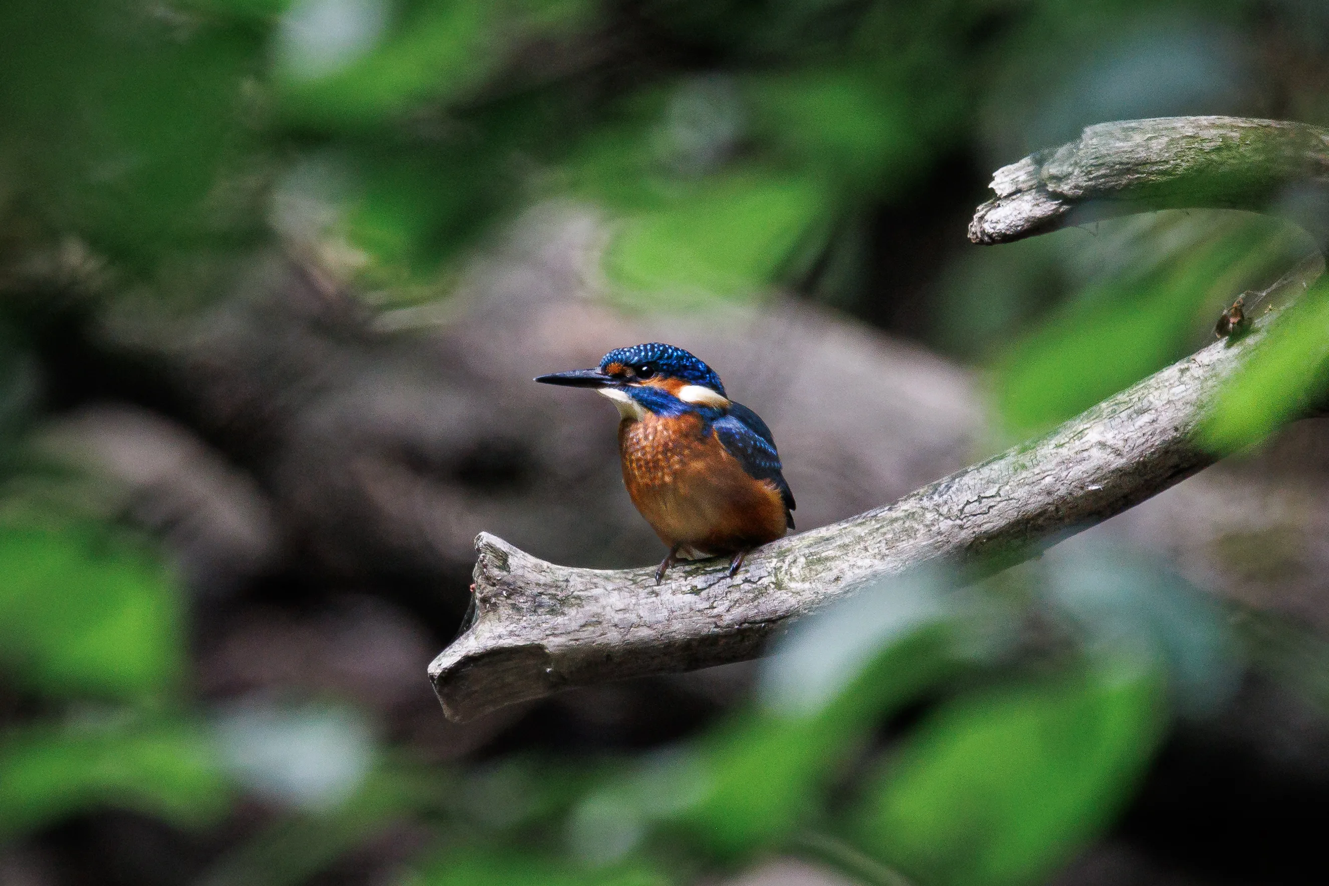 Kingfisher resting